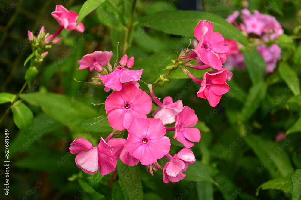 pink flowers in the garden pink flowers in the garden