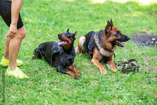 Canvas Print Doberman and German Shepherd, on the grass in the forest.