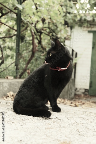 A black cat walks along the street. Pet in the yard. Photographing in the retro style of the animal.