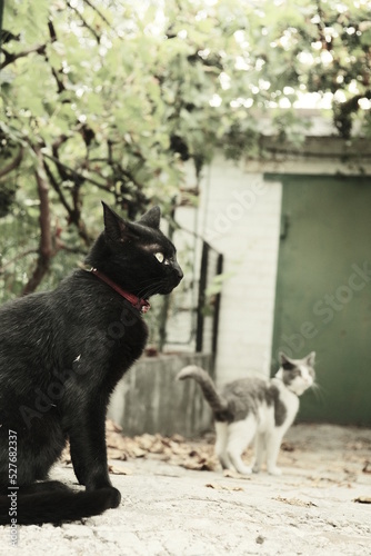 A black cat walks along the street. Pet in the yard. Photographing in the retro style of the animal. © Neuro architect