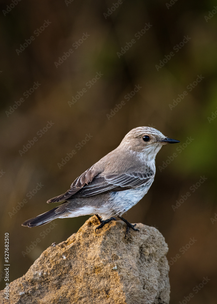 Flycatcher Flycatcher