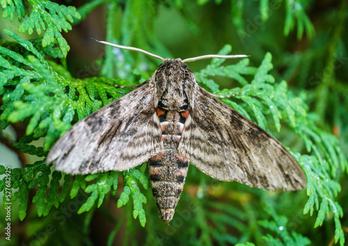 Close up of Night butterfly Agrius convolvuli the convolvulus hawk-moth. Very large fluffy butterfly with vivid black and red stripe pattern on wings seets on leaf of evergreen tree. Selective focus