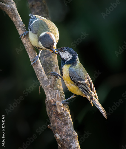 Pair of small birds on a twig