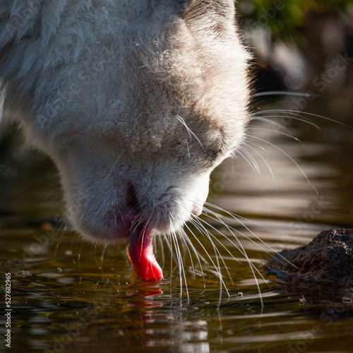 Cat drinking