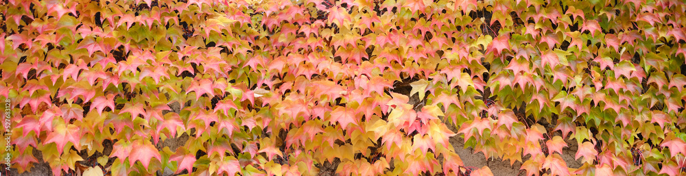 autumn foliage texture, yellow natural pattern, background of orange leaves, golden leaves lie chaotically on tree branches, autumn mood concept, seasonal autumn foliage texture, yellow natural pattern, background of orange leaves, golden leaves lie chaotically on tree branches, autumn mood concept, seasonal