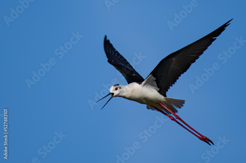 Black winged stilt in flight