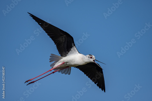 Black winged stilt in flight