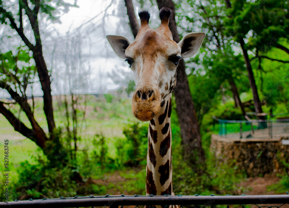 Fototapeta premium giraffe, due to poaching and death of mothers of giraffe leaving some calf behind , wildlife conservancy came up with place to raise these young ones and also give members of public to interact. 