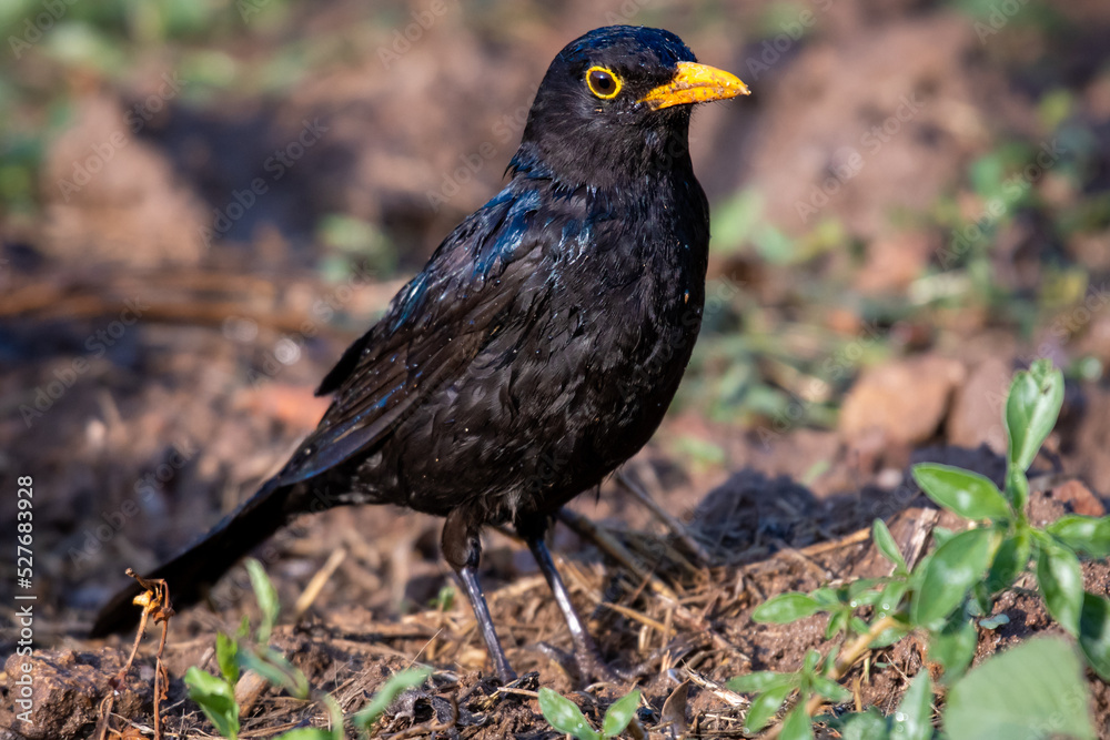 Blackbird Blackbird