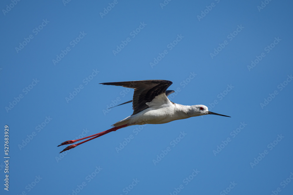 Obraz premium Black winged stilt in flight