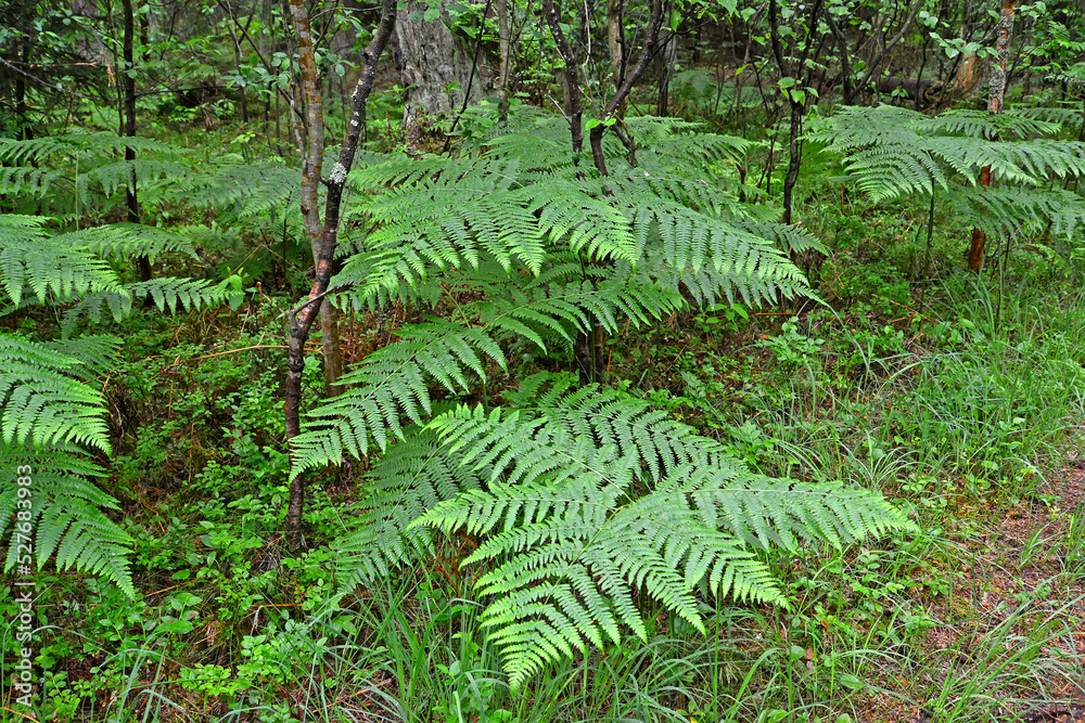 Common fern (Pteridium aquilinum (L.) Kuhn) in summer forest Common fern (Pteridium aquilinum (L.) Kuhn) in summer forest