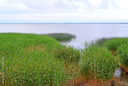 View of the Curonian Gulf of the Baltic Sea with reeds along the shore photo