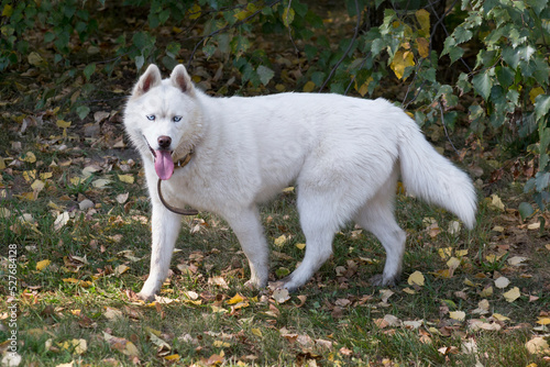 Cute white siberian husky with blue eyes is looking at the camera in the autumn park. Pet animals. Purebred dog.