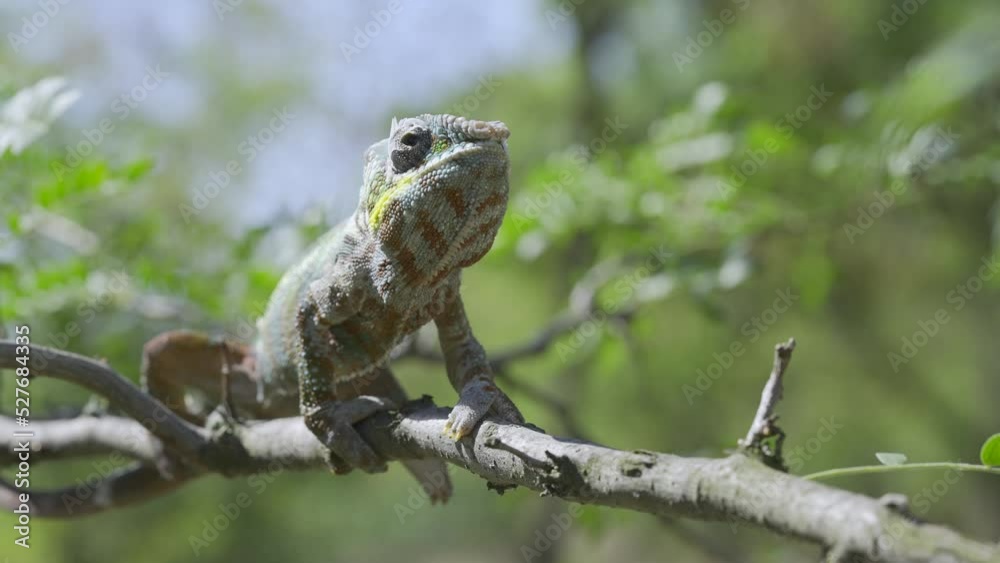 A fly disturbs Chameleon sitting on a tree branch during molting. Panther chameleon (Furcifer pardalis) A fly disturbs Chameleon sitting on a tree branch during molting. Panther chameleon (Furcifer pardalis)