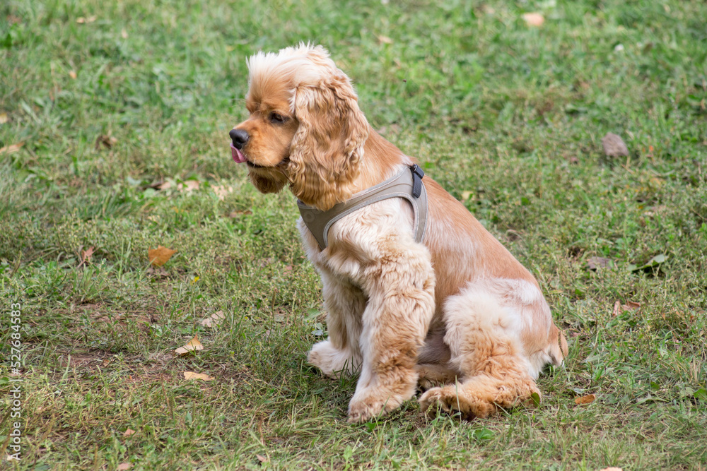 Cute cavalier king charles spaniel puppy is sitting on a green grass in the autumn park. Pet animals. Purebred dog.