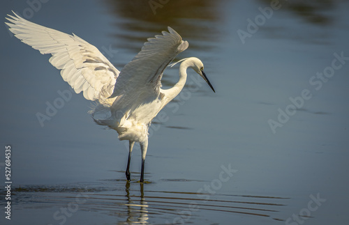Egrett on lake