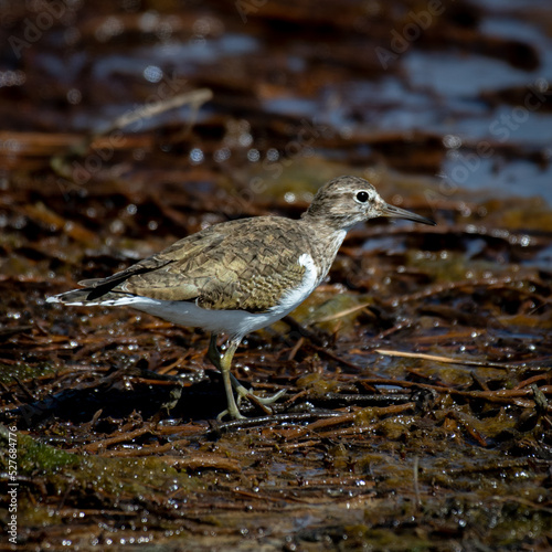 small bird on water