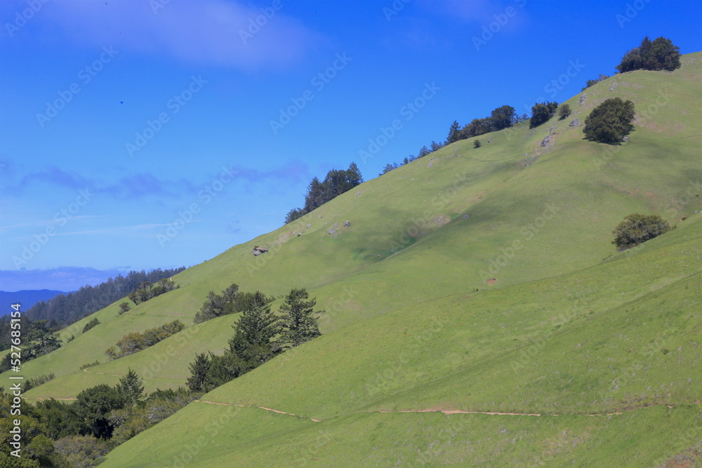 Mount Tamalpais hills and flowers in the Bay area