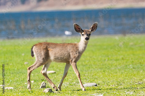 A curious baby deer in an open clearing