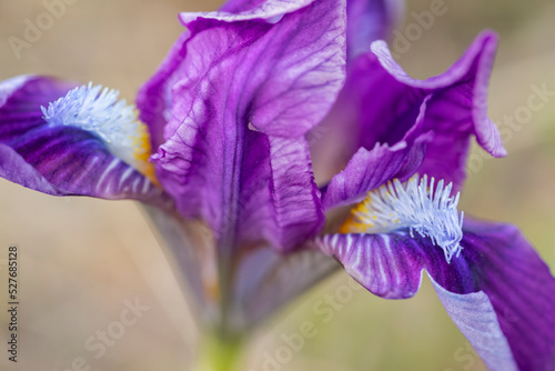 Dwarf iris in Pusty kopec u Konic near Znojmo, Southern Moravia, Czech Republic photo