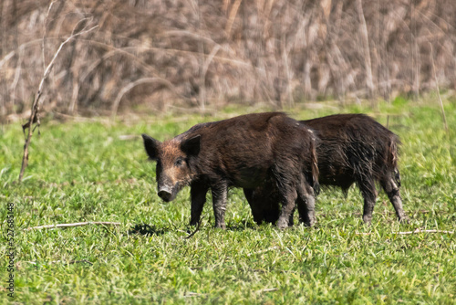 Wild boar foraging for food in a clearing