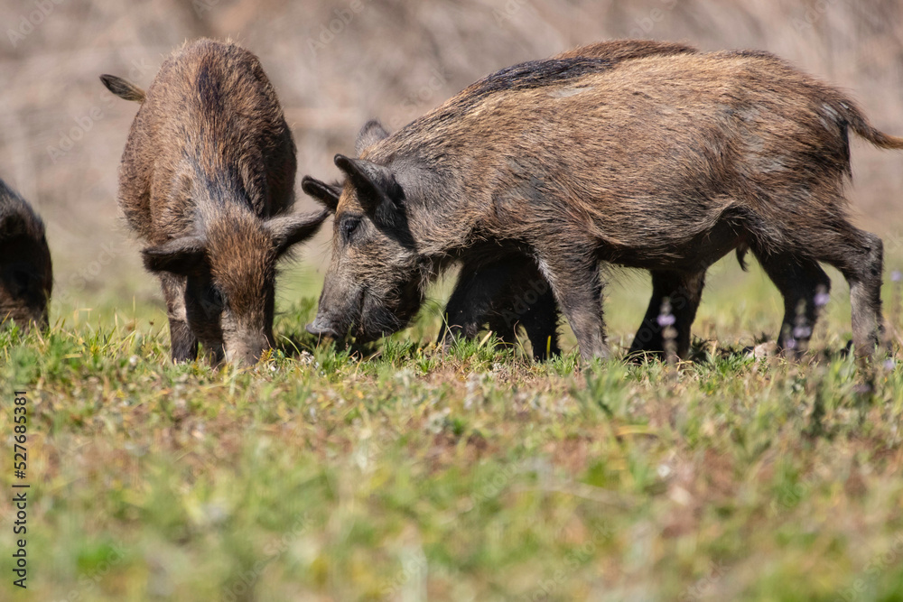 Wild boar foraging for food in a clearing Wild boar foraging for food in a clearing