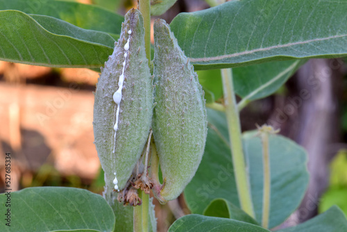 Milky Showy Milkweed 02 photo