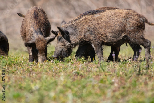 Wild boar foraging for food in a clearing