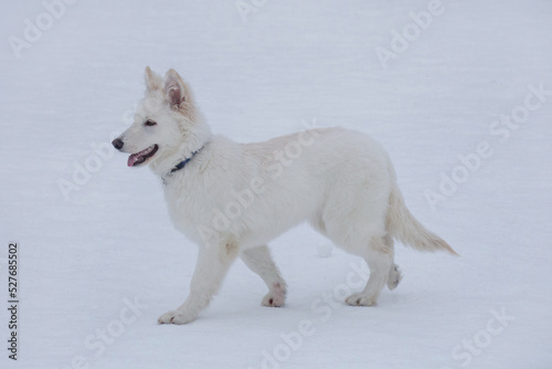 Cute white swiss shepherd dog puppy is walking on a white snow in the winter park and looking away. Pet animals. Purebred dog.