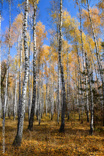 Beautiful scenery in autumn park with yellow foliage and stems of birch trees