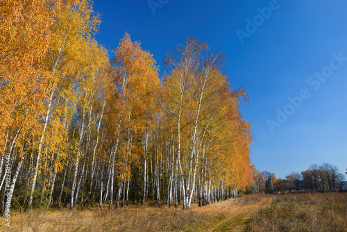 Beautiful scenery with the edge of the birch grove at sunny autumn day. Yellow foliage and stems of birch trees