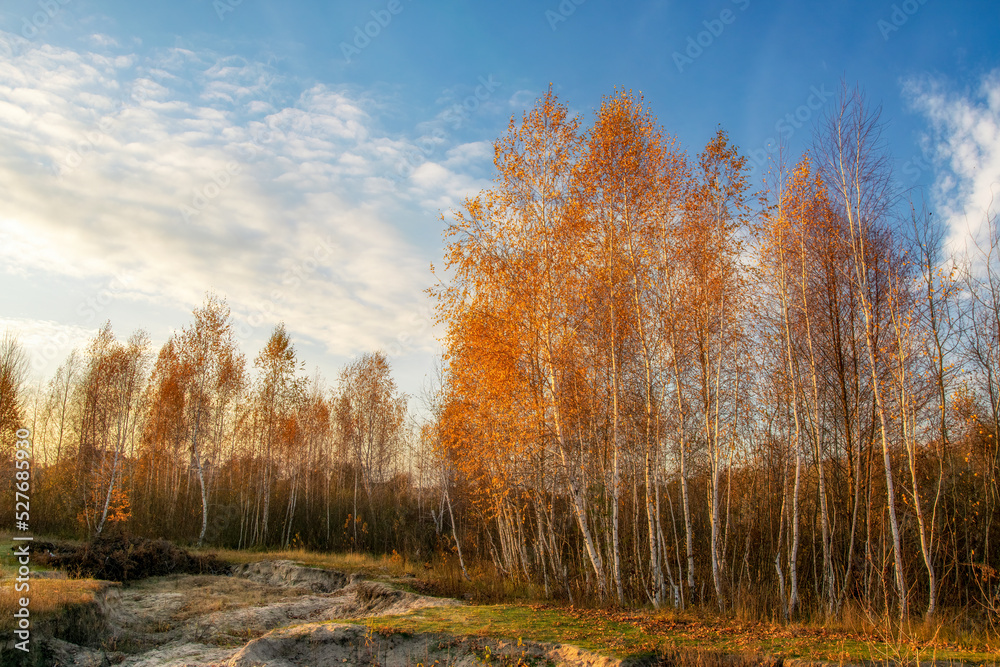 Fototapeta premium Beautiful autumn scenery with yellowed birch trees illuminated with rising sun