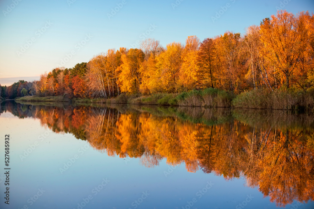 Obraz premium Beautiful autumn scenery with line of yellowed trees mirrored in calm water