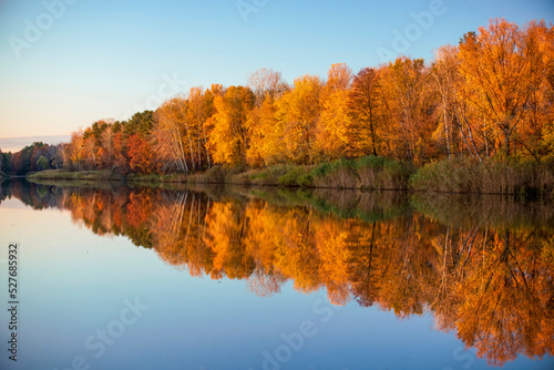 Beautiful autumn scenery with line of yellowed trees mirrored in calm water