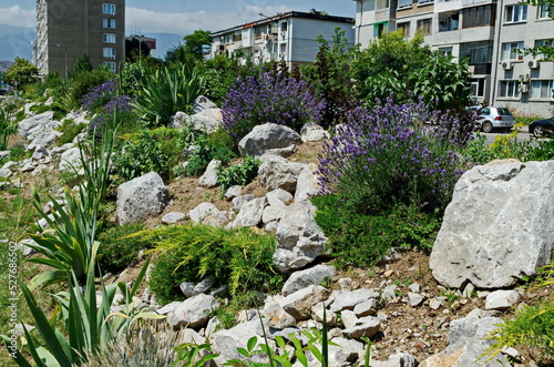 Fresh flowering lavender in the rockery garden with perennial plants, Sofia, Bulgaria 