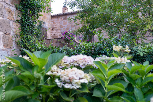 Wallpaper Mural Gorgeous blooming hydrangea bushes in the courtyard in front of an ancient house Torontodigital.ca