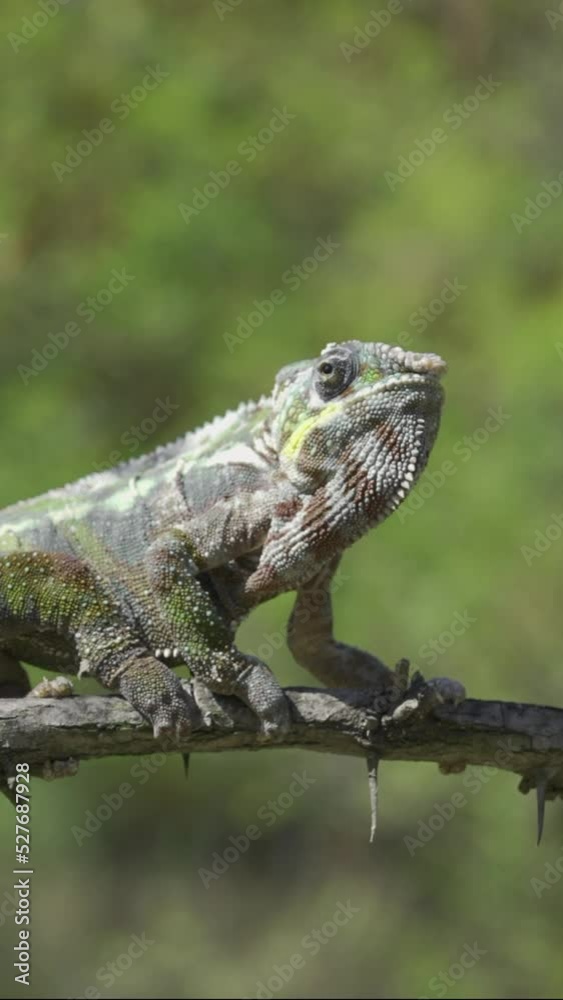 Chameleon sits on a tree branch and looks around. Panther chameleon (Furcifer pardalis), Vertical video Chameleon sits on a tree branch and looks around. Panther chameleon (Furcifer pardalis), Vertical video
