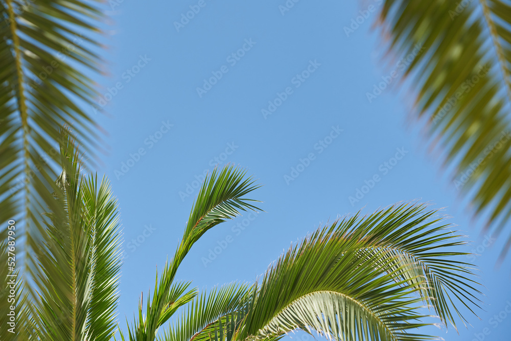 Palm branches on blue sky background, vacation concept