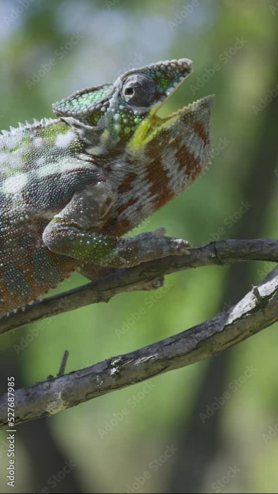 VERTICAL VIDEO, Open-mouthed chameleon sits on a tree branch and looks around. Panther chameleon (Furcifer pardalis). VERTICAL VIDEO, Open-mouthed chameleon sits on a tree branch and looks around. Panther chameleon (Furcifer pardalis).