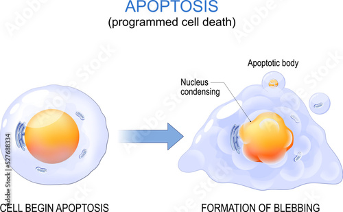 Apoptosis. programmed cell death.