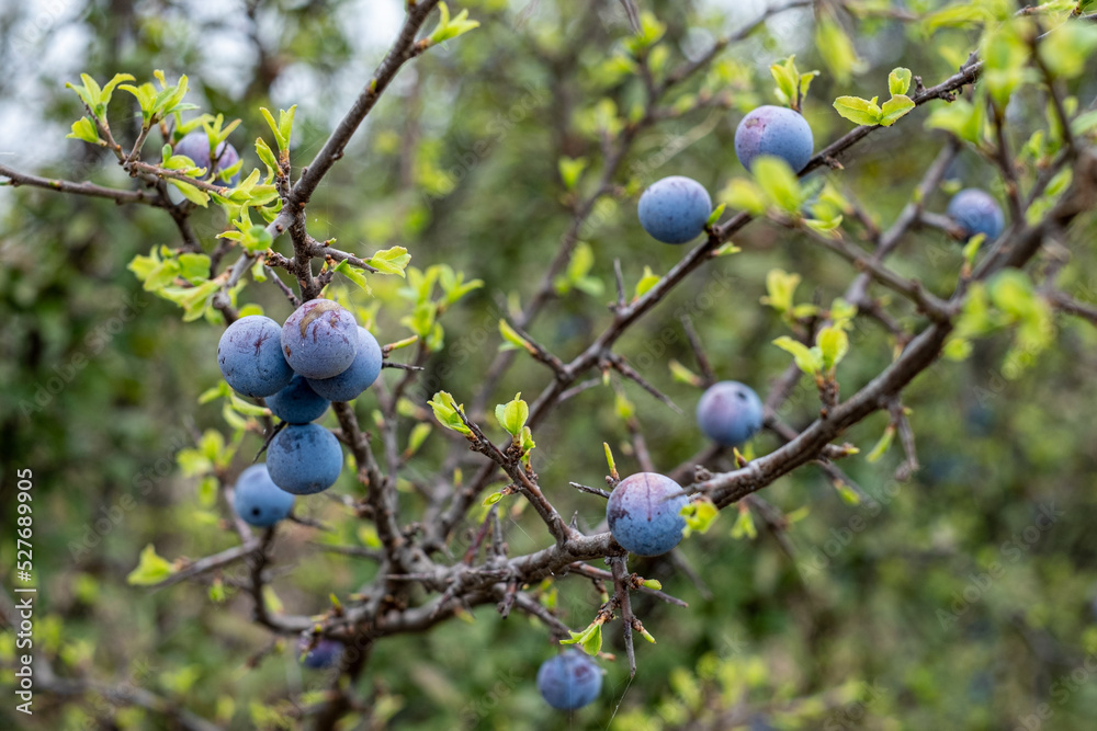 branch with blue berries and blurred background,