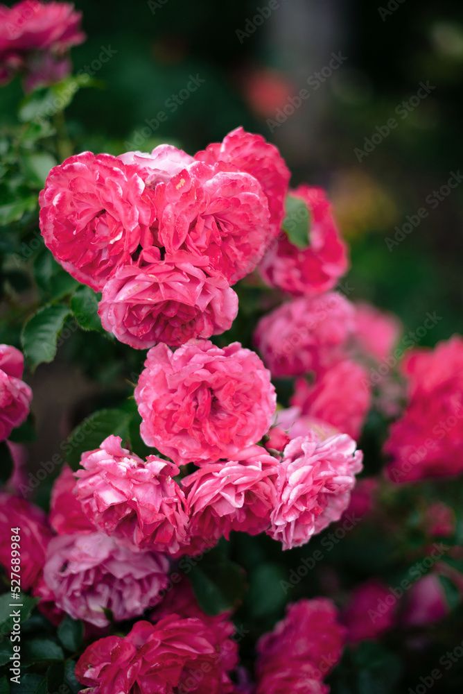 Fototapeta premium Beautiful pink and white roses in a garden in summer