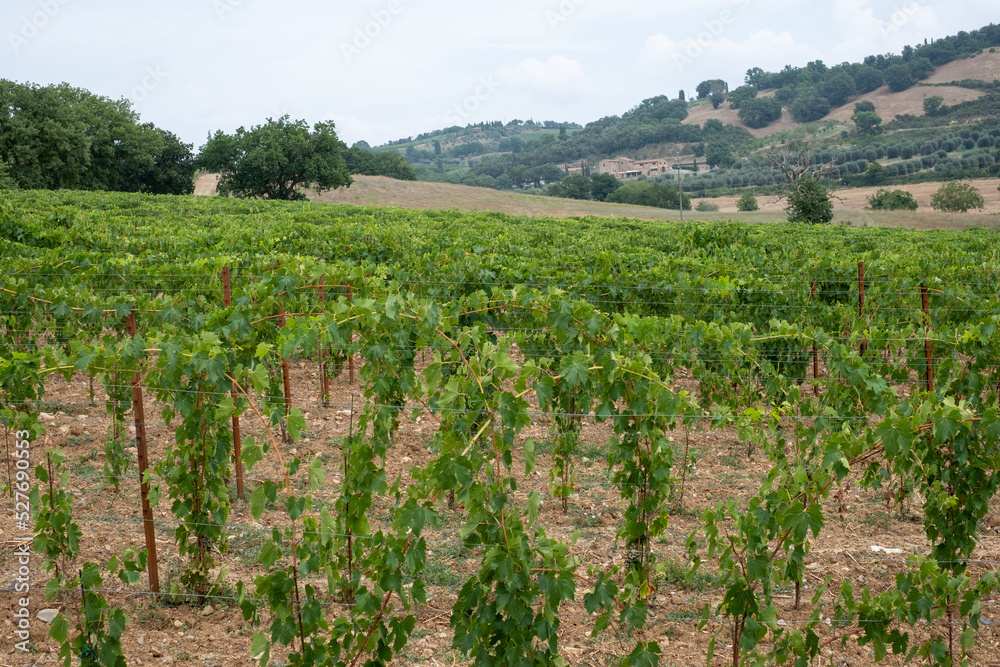 Beautiful landscape of vineyards on hill in Tuscany, scenic typical Tuscan landscape 