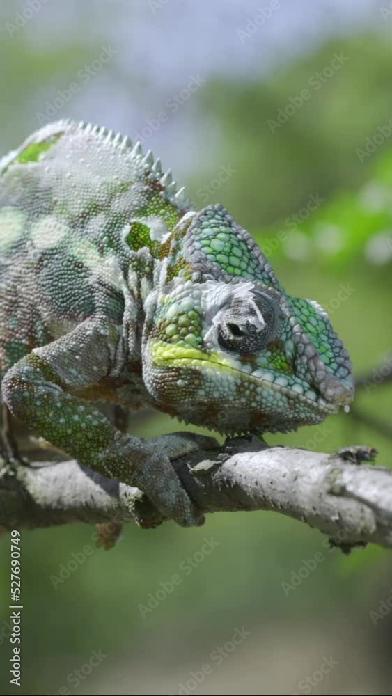 Closeup of a fly disturbs Chameleon sitting on a tree branch during molting. Panther chameleon (Furcifer pardalis), Vertical video Closeup of a fly disturbs Chameleon sitting on a tree branch during molting. Panther chameleon (Furcifer pardalis), Vertical video