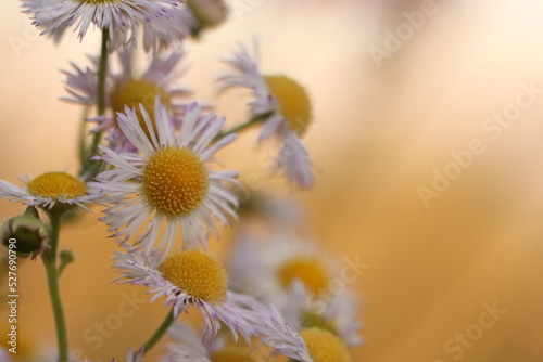 fiori bianchi di crisantemo © Simona