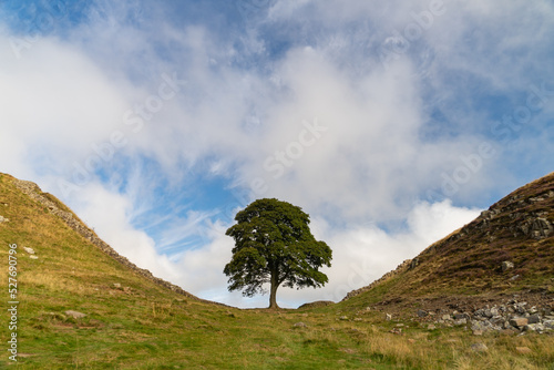 Sycamore Gap, an iconic lone tree on the Hadrian's Wall trail in Northumberland