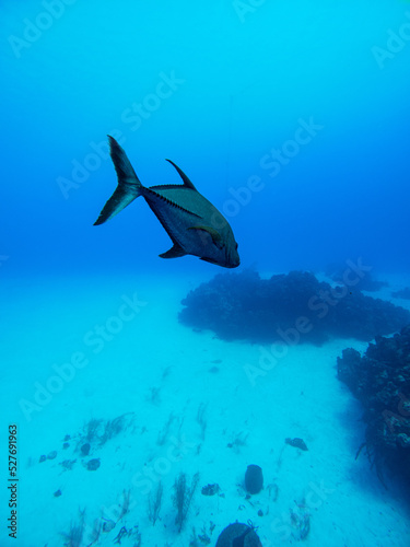 Fototapeta Naklejka Na Ścianę i Meble -  Underwater shot of fish swimming near reef