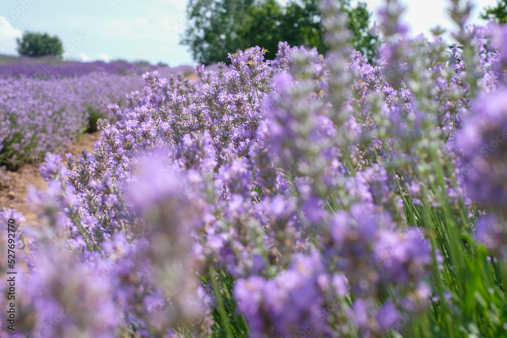 Obraz premium Beautiful landscape of lavender field. Lavender field in sunny day. Blooming lavender fields. Excellent image for banners and advertisements