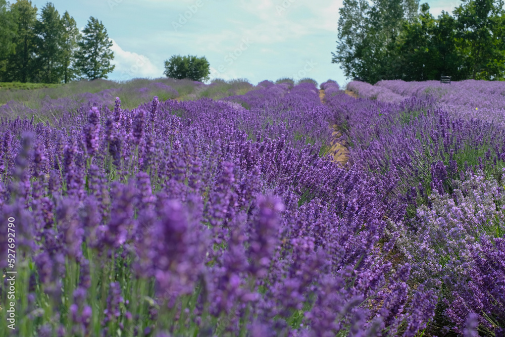 Obraz premium Beautiful landscape of lavender field. Lavender field in sunny day. Blooming lavender fields. Excellent image for banners and advertisements