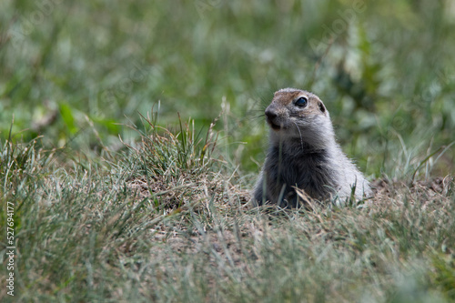 Caucasian mountain ground squirrel or Spermophilus musicus photo